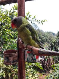 Close-up of bird perching on tree