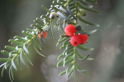 Close-up of strawberry growing on tree