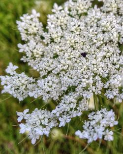 Close-up of white flowers