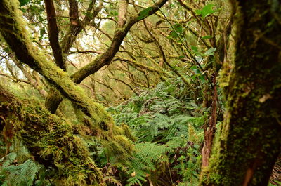 Full frame shot of tree in forest