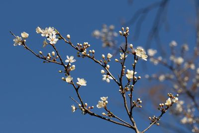 Low angle view of cherry blossoms against blue sky