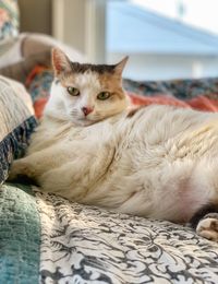 Portrait of cat resting on bed