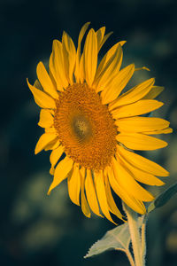 Close-up of sunflower