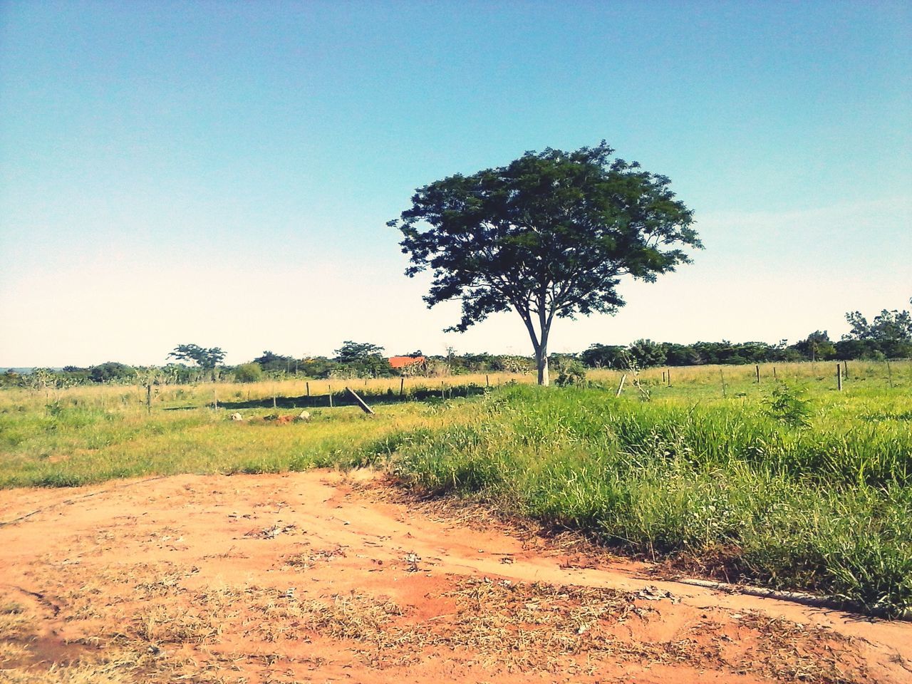 clear sky, field, landscape, tranquility, tree, tranquil scene, growth, grass, rural scene, nature, beauty in nature, scenics, agriculture, blue, copy space, green color, sky, solitude, day, plant