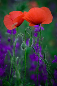 Close-up of poppy growing outdoors