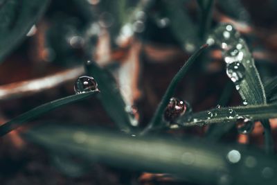 Close-up of raindrops on plant