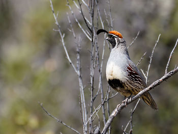 Close-up of bird perching on branch