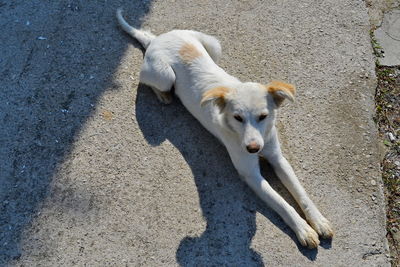 High angle view of dog standing on floor