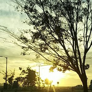 Silhouette of trees at sunset