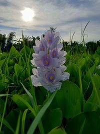 Close-up of purple flowering plant on field