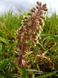 Close-up of plant