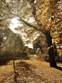 Sun shining through trees