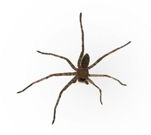 Close-up of spider on white background