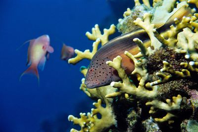 Close-up of fish swimming in aquarium