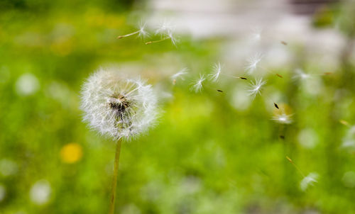 Close-up of dandelion against blurred background