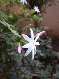 Close-up of fresh white flowers