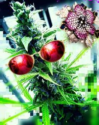 Close-up of fruits on table