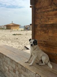 Dog relaxing on wood against building