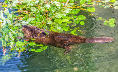 Duck swimming in a lake