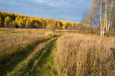 Scenic view of field against sky