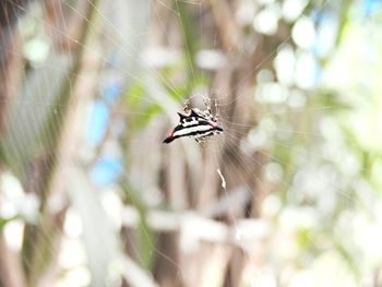 Close-up of spider on web