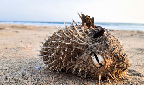 Close-up of lizard on beach