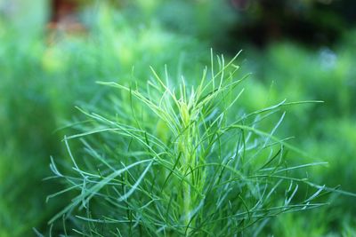 Close-up of fresh green plant