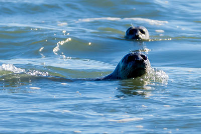 Turtle swimming in sea