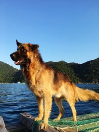 Side view of dog standing against sky