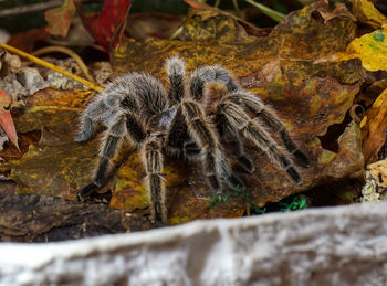 Close-up of spider