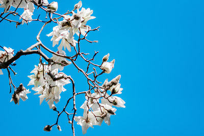 Low angle view of cherry blossoms against blue sky