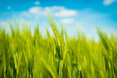 Close-up of wheat growing on field against sky