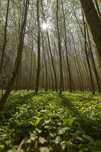 Surface level of trees in forest