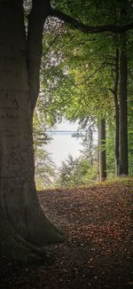 Trees growing on field in forest during autumn