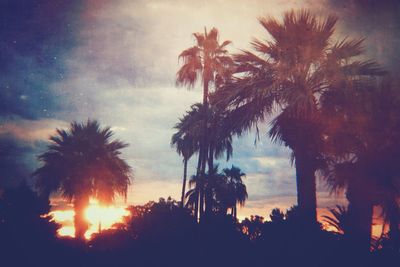 Low angle view of palm trees against sky during sunset