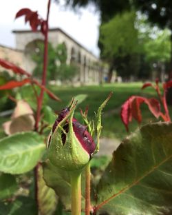 Close-up of flower buds growing outdoors