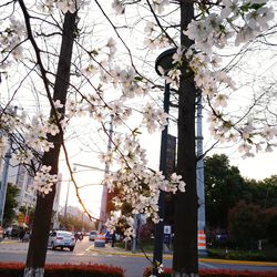 Flower tree by road against sky