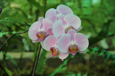 Close-up of pink flowering plant