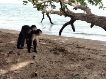 View of a monkey on beach