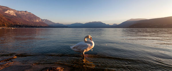 Swan on lake against sky during sunset