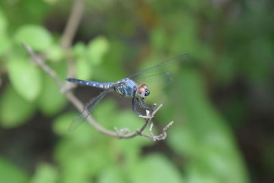 Close-up of insect on plant