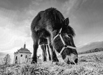 Horse near church or chapel near village. extreme wide lens effect. bw, black and white,