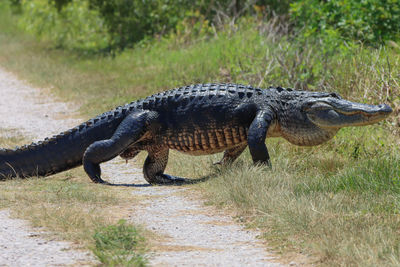 Large alligator walking across path