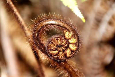 Macro shot of flower head