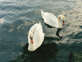 High angle view of swans swimming in lake