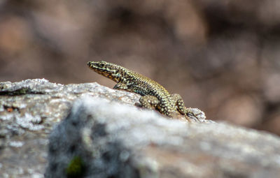 Close-up of lizard on rock