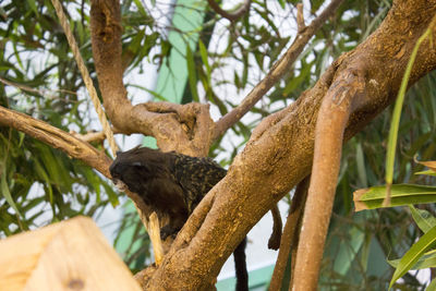 Close-up of lizard on tree