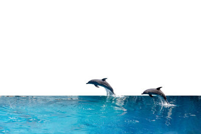 Birds swimming in sea against clear sky