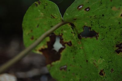 Close-up of insect on leaf