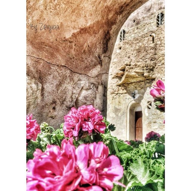 flower, architecture, built structure, building exterior, freshness, plant, fragility, transfer print, growth, petal, auto post production filter, pink color, blooming, wall - building feature, day, house, window, nature, beauty in nature, outdoors